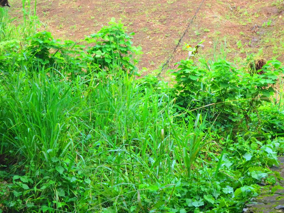 Wonderful Rural Lots “LAND FOR SALE” GSAT Real Estate